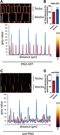 PIN2 protein levels are distinct in neighbouring epidermal cell files. (A) PIN2-GFP-expressing trichoblast and atrichoblast cell files display different levels of PIN2. (B) Atrichoblast cell files have a 20% stronger fluorescence signal at the plasma membrane than trichoblast cell files. A profile of fluorescence intensity (grey value) through the atrichoblast and trichoblast cell files is shown underneath. (C) Immunolocalization studies with a PIN2 antibody confirmed a stronger signal in atrichoblast cell files. A profile of fluorescence intensity through the cell files is shown underneath. (D) Quantification of fluorescence intensity at the plasma membrane revealed a 30% stronger signal at atrichoblast cell files. The data were statistically evaluated using Student’s t test. ***P <0.001; n=25 cells in five individual roots. Scale bar: 10 μm.