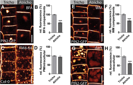 PIN2 displays distinct trafficking in tricho- and atrichoblast cells. (A) BFA treatment (50 μM) of PIN2-GFP plants for 60–90min. (B) Quantification of BFA body signal intensity. Trichoblast cells show brighter BFA bodies than atrichoblast cells. (C) FM4-64 uptake in both cell types. (D) Quantification of plasma membrane (PM) and intracellular FM4-64 signals shows that the general endocytic uptake rate in both cell types is equal. (E) 30 μM wortmannin (WM) treatment for 4–5h of PIN2-GFP expressing plants. (F) Quantification of intracellular signals of WM compartments revealed brighter structures in trichoblast cell files. (G) PIN2-GFP vacuole accumulation assay: PIN2-GFP plants were kept in the dark for 5h and the fluorescence signal in the vacuoles of atrichoblast and trichoblast cells was subsequently imaged. (H) Quantification of intracellular PIN2-GFP signals. Trichoblast cells show a brighter vacuolar signal than atrichoblast cells. The data were statistically evaluated using Student’s t test. ***P <0.001; n=25 cells in 5 individual roots. Scale bar: 10 μm.