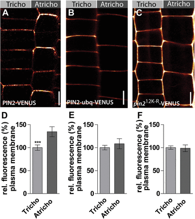 Interference with PIN2 trafficking abolishes differential PIN2 abundance in neighbouring epidermal cell files. (A) PIN2-VENUS as control at the plasma membrane. (B) Ubiquitinated form (PIN2-ubq-VENUS) of PIN2. (C) PM-stabilized form (pin212K-R-VENUS) of PIN2. (D) PIN2-VENUS shows a 30% stronger signal at the plasma membrane of atrichoblast cells. (E) PIN2-ubq-VENUS does not display differences at the plasma membrane in atrichoblast and trichoblast cells. (F) pin212K-R-VENUS also does not display differences in fluorescence intensity at the plasma membrane of atrichoblast and trichoblast cells. The data were statistically evaluated using Student’s t-test. ***P <0.001; n=25 cells in five individual roots. Scale bar: 10 μm.