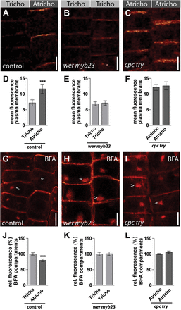 Immunolocalization of PIN2 in epidermal patterning mutants. (A–C) PIN2 signal at the plasma membrane in atrichoblast and trichoblast cells of control plants (A), wer myb23 (B), and cpc try (C) plants. (D) Quantification of the plasma membrane signal of (A) shows a 30% stronger signal in atrichoblast cells compared with trichoblast cells. The mean fluorescence of PIN2 in cell files of wer myb23 (E) and cpc try (F) plants. Settings for confocal image acquisition were kept unchanged for a comparability of absolute signal intensities in (A), (B) and (C). (G) Immunolocalization of BFA-treated control plants. BFA treatment (1 h, 50 μM) leads to a redistribution of PIN2 into BFA bodies. (H, I). In neighbouring wer myb23 (H) and cpc try (I) mutant epidermal cells, PIN2 containing BFA bodies are equal in intensity. (J) Quantification of the fluorescence intensity of BFA bodies in atrichoblast and trichoblast cells shows a stronger signal in the latter. (K, L) Fluorescence intensities of BFA bodies in both cell types are equal in wer myb23 (K) and cpc try (L) plants. The data were statistically evaluated using Student’s t test. ***P <0.001; n=25 cells in five individual roots. Scale bar: 10 μm.