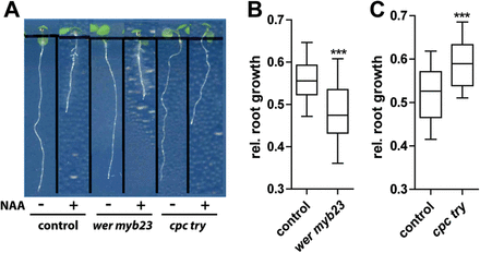 Differential auxin effect on root growth in epidermal patterning mutants. (A) Seedlings grown on 125nM auxin show root growth inhibition. (B) wer myb23 plants show stronger auxin-mediated root growth inhibition than the control plants. (C) cpc try plants were partly resistant to auxin treatment, having significantly longer roots than the control plants. The data were statistically evaluated using Student’s t test. ***P <0,001; n=15.