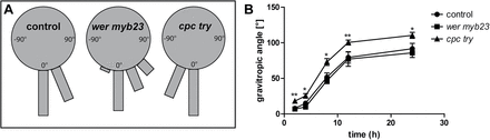 Epidermal patterning mutants show deviations in gravitropic responses. (A) After 16h gravistimulation (135°) roots were assigned to four sectors of 15° on a gravitropism diagram. The length of the bars in the diagram represents the percentage of seedlings assigned to the respective sector. wer myb23 mutants show a slightly delayed and cpc try mutants an enhanced response to gravity. (B) Kinetics of the gravitropic response after 90° gravistimulation. The angle of every seedling was measured with respect to the initial (old) gravity vector after 2, 4, 8, 12, and 24h. The data were statistically evaluated using Student’s t test. *P <0.05, **P <0.01; n=12 for (A) and n=8–12 individual plants for (B).
