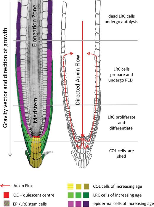 Root tip morphology and auxin fluxes in Arabidopsis. Longitudinal ...