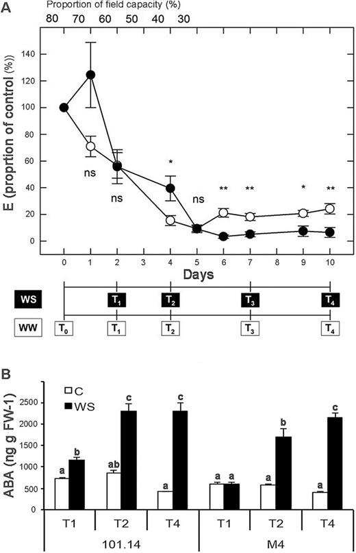 (A) Effect of water stress (WS) on leaf transpiration rate (E) of M4 (open circles) and 101.14 (filled circles) grapevine rootstocks. Average ±SE values of E are expressed as a proportion of the control (i.e. E values of 2.7±0.3 and 2.4±0.2 mmol H2O m–2 s–1 for M4 and 101.14 genotypes, respectively, at T0). Well-watered (WW) plants were maintained at 80% of soil field capacity. WS was induced by progressively reducing the soil water content down to 30% of field capacity. A field capacity of 30% by weight was obtained gravimetrically by the difference in weight between the wet and the dry soil. T1–T4 represent sampling times throughout the experimental period after control (T0). Significant differences amongst genotypes within a given time point are indicated as **(P< 0.01) and *(P<0.05) according to the Student’s t-test. (B) Leaf ABA content in 101.14 and M4 plants in both WW (empty bars) and WS conditions (solid bars). Measurements were carried out at T1, T2, and T4, corresponding to 2, 4, and 10 days after stress imposition (DASI), respectively. Letters indicate statistical differences in (two-tailed unpaired) Student’s t–test at P<0.01.