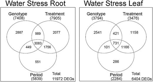 Venn diagrams of DEGs resulting from multifactorial analyses conducted on root and leaf tissues under WS treatment, according to a P<0.05. The number of DEGs influenced by each component is given in parentheses; the total number of genes influenced by root and leaf tissues is also indicated (‘Total’).