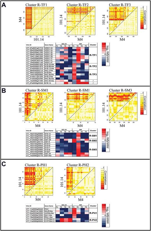 Differential cluster analysis (DCA) conducted on transcription factor (A; R–TF), secondary metabolism (B; R–SM), and plant hormone (C; R–PH) GO categories enriched in root DEGs. Correlation is graphically represented in the heat map. White boxes indicate a complete correlation amongst transcripts (value=1), yellow boxes indicate no correlation (value=0), and red boxes indicate anti-correlation (value= –1). DEGs showing different behaviour between the two genotypes are listed in tables and associated with a graphical representation of their expression (log2 WS/WW) within the whole stress kinetic. Blue boxes represent down-regulation, whereas red boxes represent up-regulation.