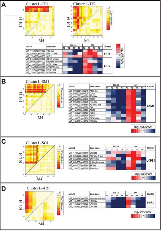 Differential cluster analysis (DCA) conducted on sugar (A; L–TF), secondary metabolism (B; L–SM), transcription factor (C; L–SG), and antioxidant response (D; L–AR) GO categories in leaf DEGs. Correlation is graphically represented in the heat map. White boxes indicate a complete correlation amongst transcripts (value=1), yellow boxes indicate no correlation (value=0), and red boxes indicate anti-correlation (value= –1). DEGs showing different behaviour between the two genotypes are listed in tables and associated with a graphical representation of their expression (log2 WS/WW) within the whole stress kinetic. Blue boxes represent down-regulation, whereas red boxes represent up-regulation.