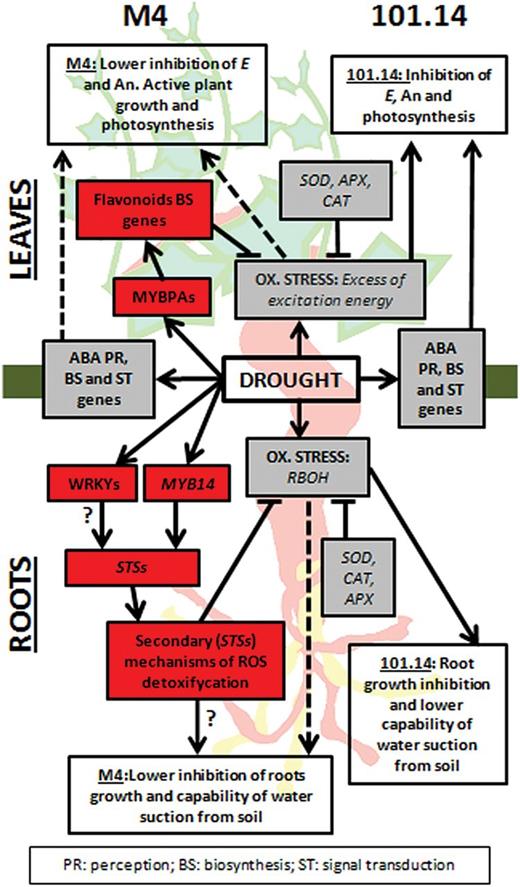 Hypothetical model summarizing the events occurring in leaves and roots of M4 and 101.14 upon WS. Grey and red boxes list molecular responses to WS that are common to both genotypes and M4 specific, respectively. White boxes report physiological events associated with WS occurring in root (lateral roots growth and water suction from soil) and leaves (transpiration, E; net-assimilation, An; photosynthesis) of both genotypes. Dashed lines indicate the lower impact of WS on the physiological events in roots and leaves observed in M4.