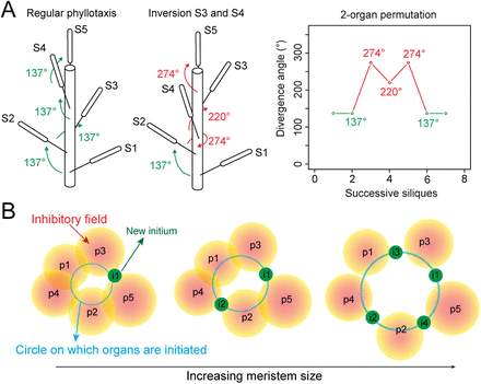 Model: how increasing meristem size can promote organ permutations. (A) Graphical definition of an organ permutation, based on silique positions on the stem (left panels): non-canonical divergence angles (red) are generated in the phyllotactic sequence (right panel). (B) Theoretical impact of a modulation of meristem size on the sequence of organ emergence in the SAM, assuming that organ inhibitory fields are not scaling to meristem size and that no change of phyllotactic mode occurs.