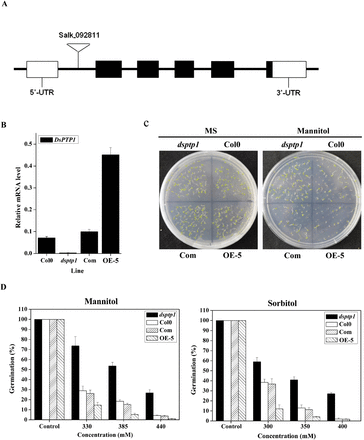 The dsptp1 mutant shows an increased germination percentage under osmotic stress. (A)