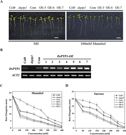 Root elongation in dsptp1 mutants is insensitive to osmotic stress. (A) Arabidopsis