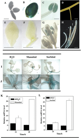 Expression patterns of the DsPTP1 gene in seedlings.