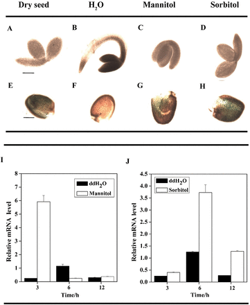 Induced expression patterns of the DsPTP1 gene in seeds under osmotic stress.