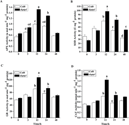 Effects of DsPTP1 on the activities of antioxidant enzymes in Arabidopsis seedlings exposed to mannitol treatment.