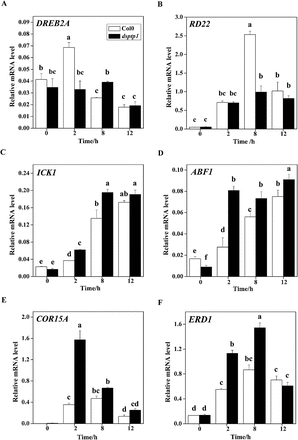 The dsptp1 mutant shows altered expression of several dehydration-responsive genes after osmotic stress: DREB2A (A), RD22 (B), ICK (C), ABF (D), COR15A (E), and ERD1 (F). The expression level of these genes in response to stress was analysed by qRT-PCR. Total RNA was isolated from 15-d-old WT, Col0, and dsptp1 seedlings treated with 385mM mannitol for 0h, 2h, 8h, and 12h. In all experiments, the expression of the constitutive Actin2 gene was used as the control. Three replicates were made for each treatment with similar results. Values are mean ± SE of three different experiments. Means denoted by the same letter do not significantly differ at P < 0.05 according to Duncan’s multiple range test.