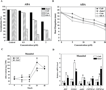 DsPTP1 is involved in osmotic stress- and ABA- signalling. (A) Percentage Arabidopsis seed germination with WT, dsptp1, OE, and Com lines in MS medium supplemented with or without 0.5, 1, and 2 μM ABA. (B) Seedlings were grown in MS medium for 1 week and then transferred to MS medium with or without 5, 10, 20, and 50 μM ABA. Root elongation (increase in length after transfer) was determined after 7 d. Error bars indicate SE (n = 15 for root elongation; n = 3 for germination; each experiment contained 100 seeds). Three replicates were made for each treatment with similar results, and graphs correspond to one representative experiment.