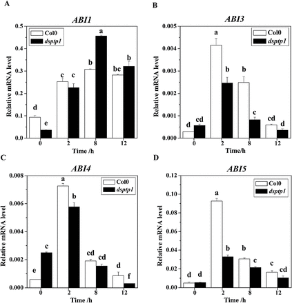 The dsptp1 mutant shows altered expression of ABA-regulated genes under osmotic stress. Expression levels of several genes in response to ABA signalling were analysed by qRT-PCR (A–D): ABI1 (A), ABI3 (B), ABI4 (C), and ABI5 (D). Total RNA was isolated from 15-d-old WT and dsptp1 seedlings treated with 385mM mannitol for the times indicated. In all experiments, the expression of the constitutive Actin2 gene was used as the control. Three replicates were made for each treatment with similar results. Values are mean ± SE of three different experiments. Means denoted by the same letter do not significantly differ at P < 0.05 according to Duncan’s multiple range test.