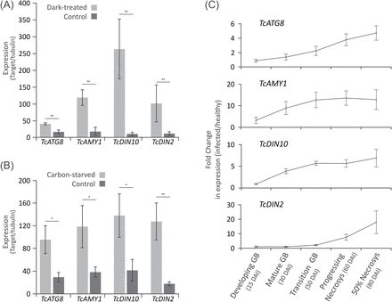 Cacao orthologues of markers of plant carbon starvation, TcATG8i (autophagy-related protein 8i), TcAMY1 (α-amylase), TcDIN10 (raffinose galactosyltransferase), and TcDIN2 (β-glucosidase) are up-regulated upon carbon starvation in both tissues and cells as well as during WBD development. (A) Expression of carbon starvation markers in cacao leaves upon whole-plant dark treatment for 7 d. (B) Expression of marker genes in cacao cell suspension cultures without sucrose for 48h. (C) Expression of marker genes in whole infected tissues collected at key stages of WBD development, spanning from green broom stages (GB) to early necrosis. Data points represent the mean value of three biological replicates with calculated standard deviations (unpaired Student’s t-test; *P<0.05; **P<0.005; ***P<0.0005).