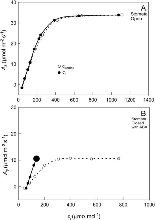 (A) As–ci relationship for sunflower leaf with open stomata. (B) As–ci relationship after closing the stomata with 10–4 M ABA. The large data point indicates multiple data on top of each other at higher ci because stomata closed more tightly as ci increased. Redrawn from Tominaga and Kawamitsu (2015a, b).