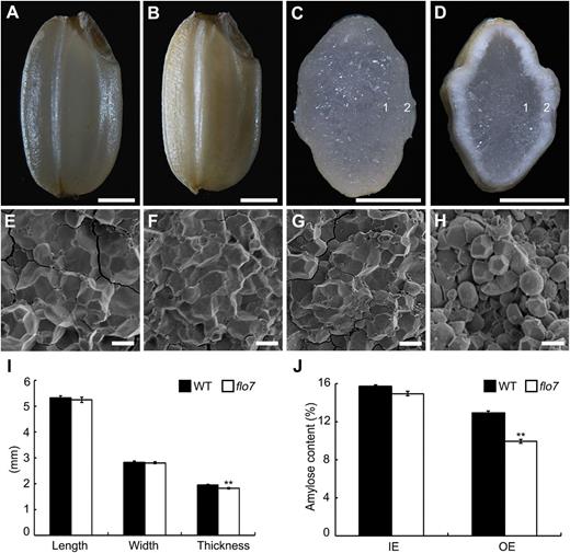 Phenotypic analyses of the flo7 mutant. (A–D) Appearance and transverse sections of representative wild-type (A, C) and flo7 mutant (B, D) dry seeds. Bars, 1mm. (E–H) Scanning electron microscopy images of transverse section of the wild-type (E, F) and flo7 mutant (G, H) grains. (E) and (F) represent the magnified region indicated by ‘1’ and ‘2’ in the wild-type endosperm, respectively, and (G) and (H) represent the magnified region marked by ‘1’ and ‘2’ in the flo7 mutant endosperm, respectively. Bars, 5 μm. (I) Measurement of seed length, seed width, and seed thickness of wild-type and flo7 mutant grains (n=20 each). (J) Amylose content comparison of the wild-type and flo7 mutant endosperm parts (n=3 each). IE, inner endosperm, OE, outer endosperm. Data are given as means±SD (from at least three independent samples) and were compared with wild type by Student's t-test (**P<0.01).
