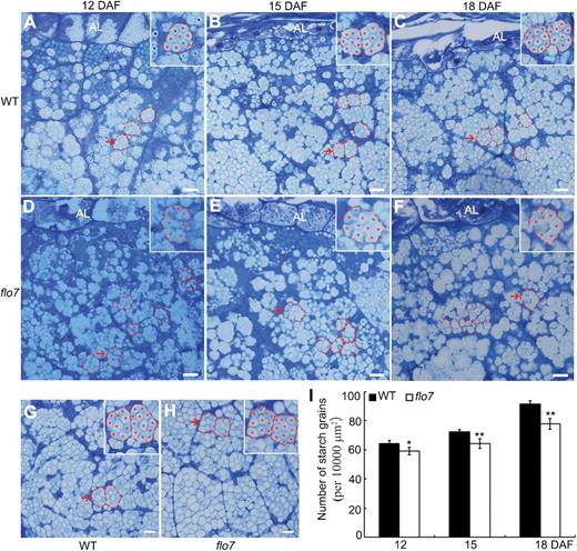 Abnormal compound starch grain development in flo7 endosperm cells. (A–C) Toluidine blue staining showing the developmental process of wild-type developing endosperm at 12 (A), 15 (B), and 18 (C) DAF, respectively. (D–F) Toluidine blue staining showing the developmental process of flo7 developing endosperm at 12 (D), 15 (E) and 18 (F) DAF, respectively. The insets represent magnified images of the selected areas in (A) to (F). The amyloplasts are outlined with red dashed lines, while starch granules are indicated by red asterisks. Al, aleurone layer. (G, H) Overview of the developing endosperm interior at 18 DAF in wild type (G) and flo7 mutant (H) seeds, respectively. The insets represent the magnified images of the selected areas in (G) and (H). (I) Quantitative comparison of amyloplast numbers at various developmental stages in the wild type and flo7 mutant. Data are given as means±SD (from at least three independent samples) and were compared with wild type by Student's t-test (*P<0.05, **P<0.01). Bars, 10 μm.