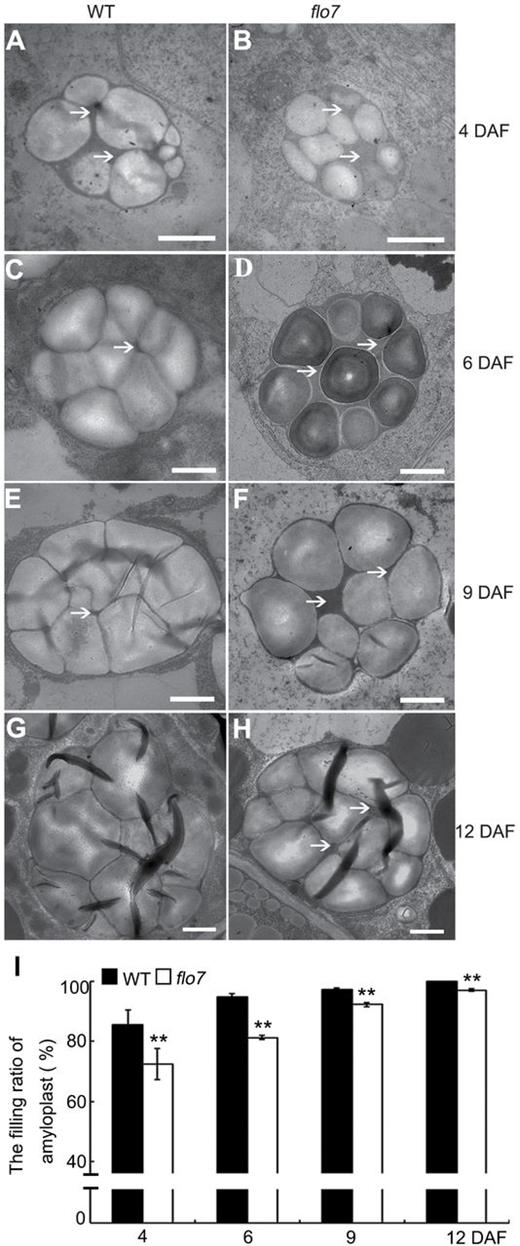Electron micrographs depicting amyloplast development in the developing endosperm periphery of the wild type and flo7 mutant. (A–H) Transmission electron microscope analysis of the compound starch grains of the wild type and flo7 mutant at 4 (A, B), 6 (C, D), 9 (E, F), and 12 (G, H) DAF. White arrows indicate the stroma inside the amyloplast. Bars, 1 μm. (I) Filling ratio of amyloplasts in developing wild-type and flo7 mutant endosperm at 4, 6, 9, and 12 DAF (n=40 each). Data are given as means±SD (from at least three independent samples) and were compared with wild type by Student's t-test (**P<0.01).