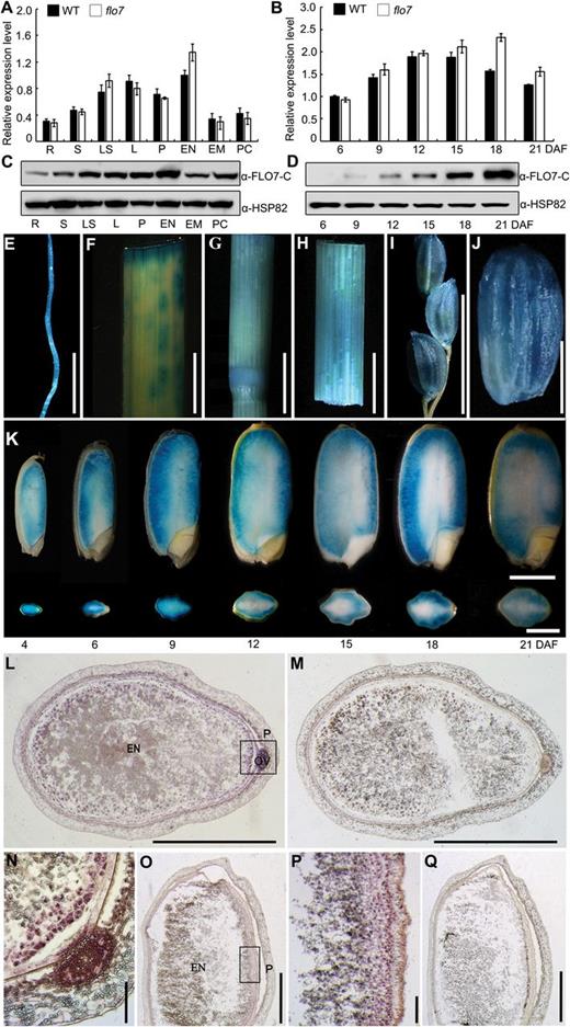 Expression pattern of FLO7. (A, B) Expression levels of FLO7 in the various tissues and in the developing endosperms of the wild type and flo7 mutant. UBQ was used as an internal control. Values are means±SD. R, root; S, stem; LS, leaf sheath; L leaf; P, panicle; EN, endosperm; EM, embryo; PC, pericarp and seed coat. (C, D) Western blot analysis showing that FLO7 protein is present in various tissues tested and in the developing endosperms. HSP82 antibodies were used as a loading control. (E–J) GUS activity in root (E), leaf (F), nodes (G), leaf sheaths (H), panicle (I), and the grain at 9 DAF (J). Bars, 1cm (E–I); 2mm (J). (K) GUS activity at the different filling stages of the endosperm (4–21 DAF). Vertical sections of the grains (upper images) and a cross-section of the grains (lower images) are shown. Bars, 2mm. (L–Q) RNA in situ hybridization in the endosperm. (L, M) Transverse section of the endosperm at 12 DAF. (N) Enlarged view of the rectangular region in (L). (O, Q) Longitudinal section of endosperm at 12 DAF. (P) Enlarged view of the rectangular region in (O). In (M) and (Q), the sense probe was used for hybridization as a negative control. EN, endosperm, P, pericarp, OV, ovular vascular trace. Bars,1mm (L, M, O, Q); 100 μm (N, P).