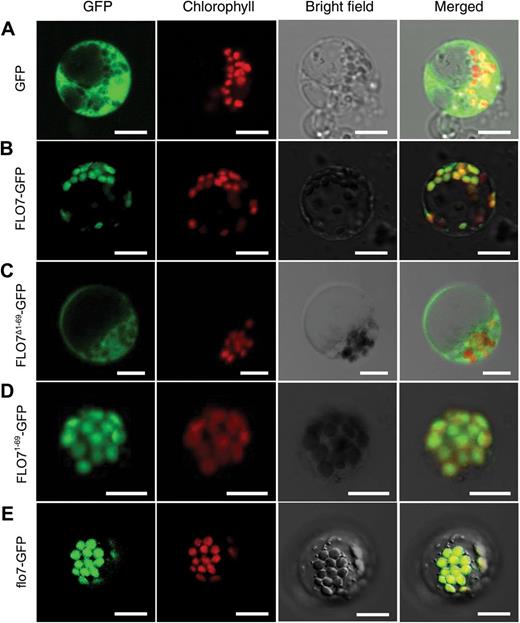 ) Confocal microscopy images showing the subcellular localization of FLO7 in rice protoplasts. (A) GFP by itself localized to the cytoplasm and nucleus. (B) Full-length FLO7 fusion protein (FLO7–GFP, aa 1–364) localized to the chloroplasts. (C) FLO7 fusion protein lacking the N-terminal 69 aa (FLO7Δ1–69–GFP; aa 70–364) displayed a diffuse localization pattern. (D) The N-terminal 69 aa of FLO7 (FLO71–69–GFP) were capable to target GFP proteins to the chloroplasts. (E) Mutation of the FLO7 protein in the flo7 mutant (flo7–GFP, aa 1–336) failed to impair its chloroplast-localization pattern. After 16h of incubation, rice protoplasts were observed using a confocal laser scanning microscope. GFP (green), chlorophyll autofluorescence (red), bright-field images, and an overlay of green and red signals are shown. Bars, 10 μm.