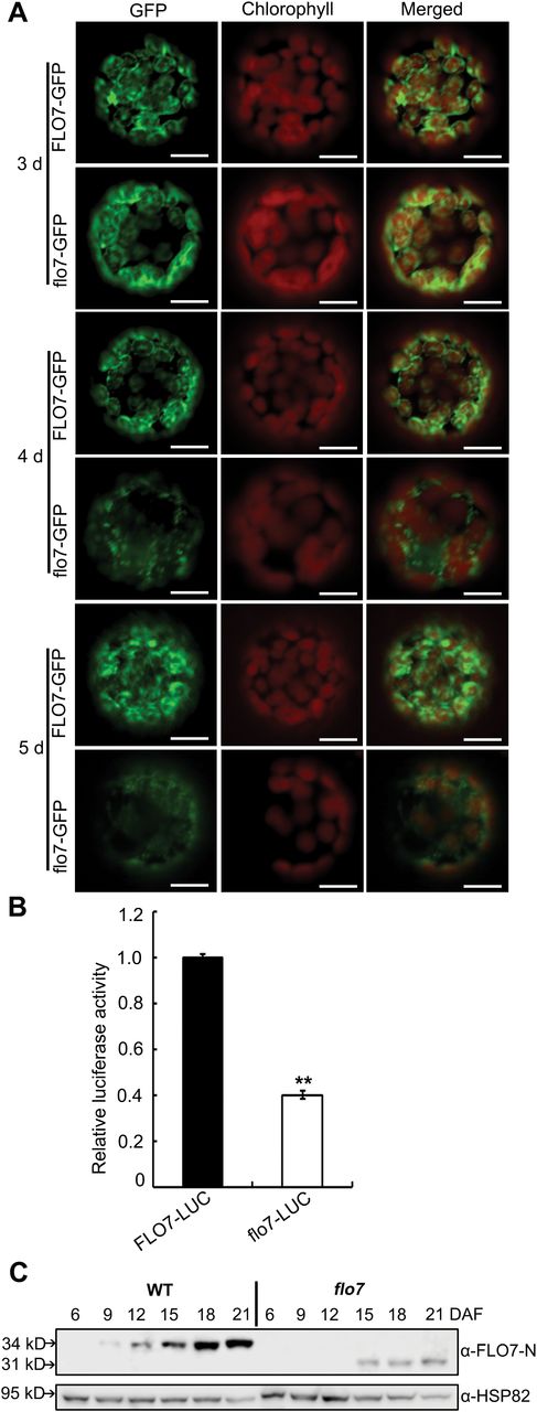 Stability test of the flo7 protein. (A) Confocal microscopy images showing the degradation pattern of flo7–GFP fusion protein in N. benthamiana leaf-derived protoplasts. Bars, 10 μm. (B) Relative luciferase activity of FLO7–LUC and flo7–LUC in rice protoplasts. Data are given as means±SD of three independent experiments. All data were compared with FLO–LUC by Student's t-test (**P<0.01). (C) Western blot analysis of FLO7 accumulation in the developing endosperm of the wild type and flo7 mutant. Anti-HSP82 antibodies were used as a loading control.