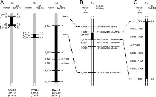 Location of Cer-c, Cer-q and Cer-u on barley chromosome arm 2HS. (A) Comparison of introgression regions in three different barley near-isogenic lines (Druka et al., 2010). BW409 carries the gsh6.s allele, which is a mutation in the Cer-c gene (Franckowiak and Lundqvist, 2012). BW404 and BW411 contain gsh1.a (Cer-q) and gsh8.ag (Cer-u), respectively. Map positions follow the BARLEX Draft Genome Explorer (Colmsee et al., 2015). (B) Mapping of the Cer-c, Cer-q and Cer-u loci using six SNP markers. Recombination frequency for each marker is given as number of recombinants/total progeny. The F2-mapping populations were made from crosses between the three near-isogenic lines and barley cultivars Bowman (Bo), Barke (Ba), Morex (M) and Quench (Q). (C) Cer-c, Cer-q and Cer-u were mapped between SNP markers 1_0718 and 1_1059. Six genes of unknown order were selected as Cer-c, Cer-q and Cer-u candidates for further analysis.