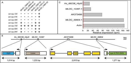 Cer-cqu candidate genes, barley BAC sequence and gene expression. (A) PCR amplification of six candidate genes using DNAs from barley cer-cqu triple mutants as templates. The inability to amplify MLOC_59804, MLOC_13397 and AK373499 from six mutants pinpointed these as Cer-c, Cer-q and Cer-u candidates. The number of primer pairs used with each gene is in parenthesis. +, gene amplified; -, gene not amplified. (B) Proposed order and gene models of the four genes identified on barley BAC HVVMRXALLrA0066C06. Regions encoding conserved domains are colored. Bar, 5kb. (C) Relative expression of the four genes based on RNA-seq analysis of barley flag leaf sheath (SRA PRJEB12101). Actin (MLOC_54382.1) is included as a reference gene. The dashed red line corresponds to a transcripts per million (tpm) value of 2, commonly used as the cut-off for real expression over noise.