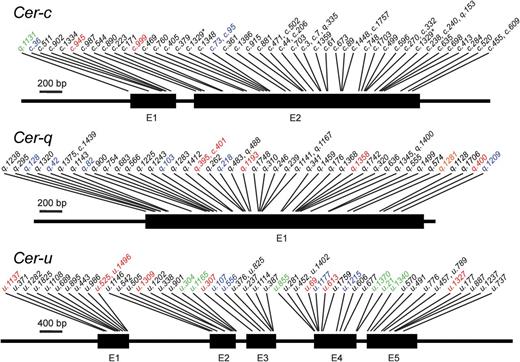 Positions of identified mutations in the barley Cer-c, Cer-q and Cer-u genes. Most were point mutations leading to non-synonymous substitutions of amino acids (mutation names in black). Others included nonsense mutations (red), small deletions of 1–3bp (blue), or point mutations located upstream of the ATG start codon or in intron splice sites (green). Mutation cer-c.1329 (marked with an asterisk) contained two mutations in different parts of Cer-c. Further details are in Tables 1–3 and Supplementary Data. E, exon.