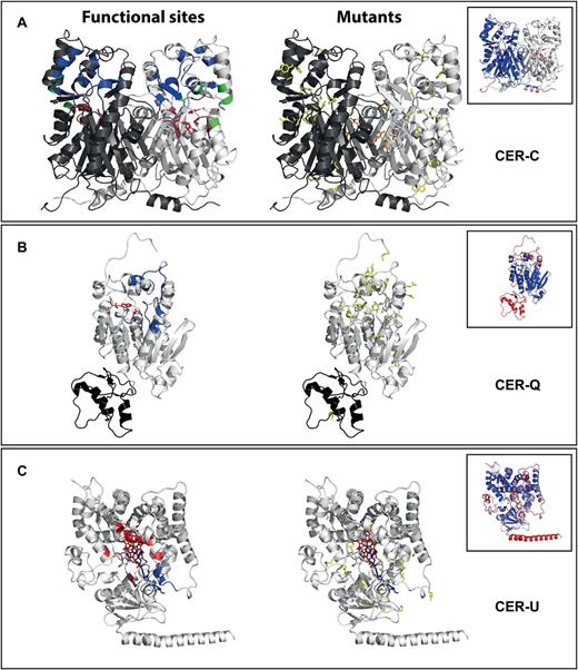 3D models of CER-C, CER-Q and CER-U. The proteins are represented in backbone cartoon with backbone colors representing functional sites in the cartoon models to the left and amino-acid residues affected by the mutations represented as yellow sticks in the models to the right. (A) CER-C represented in proposed homodimer form with subunits in black and white. To the left, the catalytic triad is represented in red sticks while the backbone of the residues forming the pockets associated with activity are colored purple (active site pocket) except for the catalytic residues in red; blue (substrate binding tunnel) and green (CoA-binding tunnel). (B) CER-Q with the lipase domain 1 in white and domain 2 in black. To the left, the active site residues are represented as red sticks and the backbone of the residues delineating the active site pocket are colored blue. (C) CER-U with heme included in the heme-binding pocket in red sticks. To the left, the backbone of the residues involved in heme binding are colored red while the substrate binding tunnel is colored blue. In the inserts the models are colored according to the predicted model error from blue (low error) to red (high error). PDB models and Pymol session files showing mutant names are accessible in the models (Supplementary Data) and Pymol sessions (Supplementary Data).