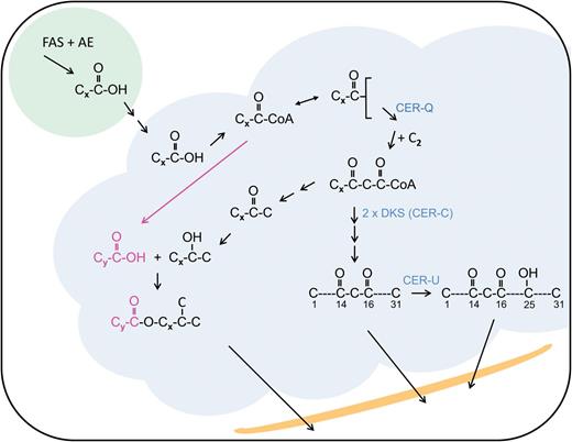Proposed β-diketone synthase (DKS) polyketide pathway for synthesis of β-diketones, their derivatives and esterified alkan-2-ols. Fatty acid synthase (FAS) plus auxiliary enzymes (AE) in plastids (green) synthesize acyl chains (x=9–17) that are exported therefrom and presumed to enter the endoplasmic reticulum's membrane (gray) where FAE derived aliphatics are synthesized. Here they are activated by CoA to form an acyl-CoA pool. Acyl editing transfers the acyl chains to a glycerolipid in a reversible reaction. Acyl-CoAs can serve as substrates for fatty acid elongase (FAE) complexes giving, for example, a fatty acid (y=17–21; pink, center left side). Given that CER-Q on the basis of homology is classified as a lipase, its acyl substrate is potentially esterified to a glycerolipid (top center). The CER-Q cleaved acyl chain activated by coenzyme A is elongated (+C2) to give the β-ketoacyl compound that is the substrate for two pathways; (i) β-diketones and their derivatives (right side). The DKS (CER-C) introduces two oxygens into the acyl chain, which are followed by further elongations analogous to those carried out by FAE and loss of a carbon yields β-diketones (see Fig. 1). In barley CER-U a P450 hydroxylase inserts a hydroxyl group on carbon 25. (ii) Esterified alkan-2-ols (left side). Cleavage of CoA plus the carboxyl carbon yields methyl ketones that can be hydrolyzed to short alkan-2-ols, primarily with 13 and 15 carbons, for esterification with fatty acids originating from FAE. Mutants of Cer-u and Cer-c accumulate β-diketones and esterified alk-2-ols, respectively. The final aliphatics are transported to and through the apoplast (orange) onto its surface. Single arrows, known reaction(s); sequential arrows, hypothetical reaction(s).