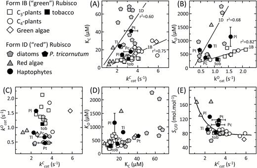 The diversity in the kinetic properties of haptophyte Rubisco at 25 °C. Comparative relationships between the kinetic properties measured in this study for Rubisco from P. lutheri (Pl), P. carterae (Pc), T. lutea (Tl), the diatom P. tricornutum (Pt), and from tobacco (Tob) with those of other Form 1B and 1D Rubiscos (see key) as curated by Young et al. (2016). The plotted maximal carboxylation and oxygenation turnover rates (kCcat, kOcat), relative specificity for CO2 over O2 (SC/O). and the Michaelis constants (Km) for CO2 and O2 (KC, KO) are from Table 1. Linear regressions are shown for the differing (A) kCcat–KC and (B) kOcat–KO relationships displayed for Form 1B and 1D Rubiscos. No statistically significant relationships were evident among correlative analyses of (C) kCcat and kOcatKC or between (D) KC and KO. (E) An exponential relationship was apparent when comparing the kinetic trade-off between SC/O with kCcat with the differing phylogenetic Rubisco groupings aggregated at differing positions along the gradient