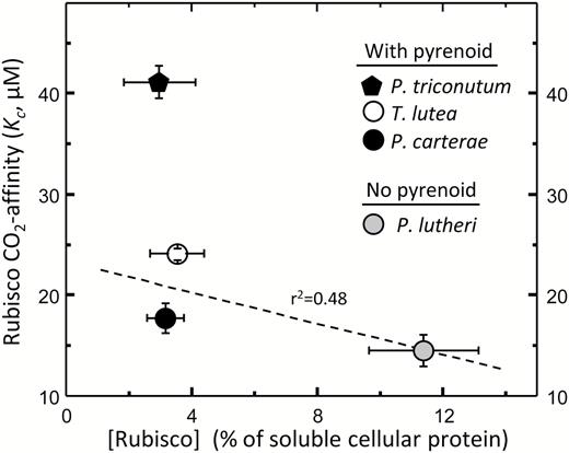 Rubisco content is reduced in pyrenoid-containing phytoplankton. The Rubisco content (quantified by [14C]CABP binding and expressed as a percentage of the cellular soluble protein) in cells grown at 20 °C under saturating nutrients was higher (11.4 ± 1.2%) in the pyrenoid-lacking P. lutheri cells relative to that in P. carterae (3.0 ± 0.8%), T. lutea (3.5 ± 0.9%), and P. tricornutum (3.2 ± 0.6%).