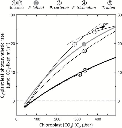 The varying potential of phytoplankton Rubisco in a C3 leaf. The influence of each Rubisco analyzed in Table 1 on CO2 assimilation rates (A) at 25 °C in a C3 leaf as a function of Cc was modeled according to Farquhar et al. (1980) as described in the Materials and methods. For the tobacco Rubisco, the photosynthetic rate became light limited (indicated by 1*) at Cc>320 μbar.
