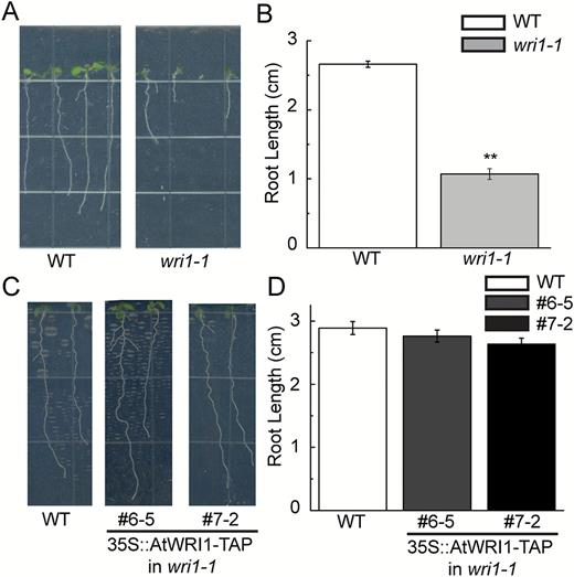 Primary root length of wild-type (WT), wri1-1, an AtWRI1 loss-of-function mutant, and transgenic wri1-1 plants overexpressing AtWRI1-TAP (lines 6-5 and 7-2). Root growth (A) and root length measurement (B) of 1-week-old seedlings of the WT and wri1-1. Primary root length was typically measured on 36 seedlings to calculate a mean value. Results are shown as means ±SE (n=36). Root growth (C) and root length measurement (D) of 10-day-old seedlings of the WT and transgenic wri1-1 overexpressing AtWRI1-TAP (lines 6-5 and 7-2). Primary root length was typically measured on 31 seedlings for the WT or 22 seedlings for lines 6-5 and 7-2 to calculate a mean value. Results are shown as means ±SE (n=31 for the WT and n=22 for lines 6-5 and 7-2). Primary root length of the wri1-1 mutant displayed statistically significant differences compared with the WT (P<0.01, t-test), as indicated by **. (This figure is available in colour at JXB online.)