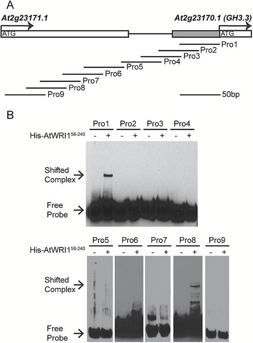AtWRI1 binds to the promoter of GH3.3. (A) Schematic diagram of the promoter region of the GH3.3 gene. A total of nine DNA probes have been designed from proGH3.3 for the EMSA. (B) Binding of the AP2 domain of AtWRI1 (amino acids 58–240) to various probes using EMSA.