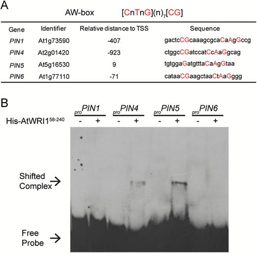 Examination of AtWRI1 binding to promoters of PIN genes. (A) In silico analysis of the AW-box in the promoter region of PIN genes. The AtWRI1-binding site AW-box was identified by AthaMap (http://www.athamap.de/index.php, last accessed 27 July 2017). The region from 1 kb upstream of the TSS (transcription start site) to 100 bp downstream of the TSS was screened for each gene. Nucleotides that match to the AW-box are shown with upper case letters. (B) Binding of the AP2 domain of AtWRI1 (amino acids 58–240) to the AW-box or AW-box-like sequence in the promoters of PIN1, PIN4, PIN5, and PIN6. The sequences of probes used in EMSA are listed in (A). (This figure is available in colour at JXB online.)