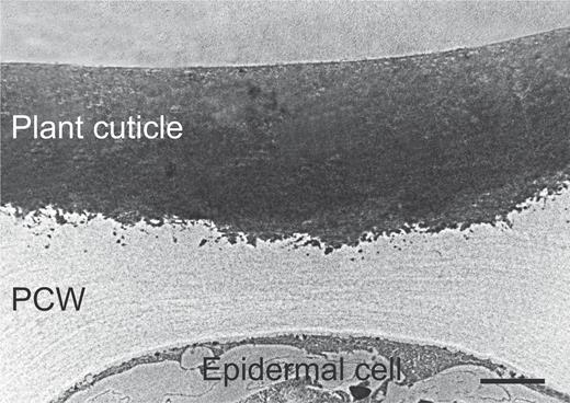 High magnification TEM picture of the epidermis of a ripe tomato fruit epicarp. Image from Segado et al. (2016). PCW, plant cell wall. Scale bar, 2 μm.