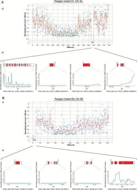 Identification of genes flanking the Chr 4AL and 4DS deletions. The read coverage at the borders of the 4AL and 4DS deletions in lines A1 (A) and D4 (B), respectively, was examined to determine the precise position at which the coverage in the mutant line drops off. The genes closest to the borders of each deletion were identified manually using the TGAC_v1 gene models. In each panel, the graph at the top shows the exome sequencing data for the whole chromosome. The bottom panel in (A) shows the normalized counts for the two genes surrounding the left border and for the two genes surrounding the right border (on the left and right hand sides, respectively). In (B), three gene models distributed along the deletion are shown as well as the closest gene model outside of the deletion. (This figure is available in colour at JXB online.)