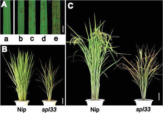 Comparison of wild type (Nip) and spl33 plants. (A) Lesion mimic phenotype in spl33. a, clean leaf blade in the Nipponbare wild type (WT); b and c, lesion mimics at seedling and tillering stages of greenhouse-grown spl33 in winter; d and e, lesion mimics at seedling and tillering stages of field-grown spl33 in summer. (B) spl33 plant at tillering stage showing early senescence in spl33. (C) WT and spl33 plants at heading stage. Note that spl33 was full of lesion mimics. Nip, Nipponbare. Scale bar: 1cm in (A), 10 cm in (B, C).
