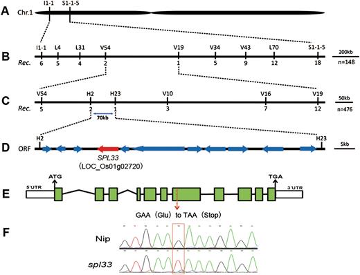 Genetic and physical maps of the SPL33 gene. (A) The SPL33 gene was located on chromosome 1 between InDel markers I1-1 and S1-1-5. (B) The SPL33 gene was delimited to the V54-V19 interval using 148 F2 mutant individuals; marker names and number of recombinants are shown. (C) Fine genetic mapping of the SPL33 gene based on 476 mutant F2 individuals. (D) Eleven putative ORFs were located in an ~70-kb region. (E) Gene structure LOC_Os01g02720. Eleven exons and ten introns are indicated by green rectangles and black lines, respectively; a G to T point mutation was identified in the seventh exon (red arrow) generating a premature termination codon. (F) Sequence analysis of the G-to-T mutation site in plants of wild type and spl33.
