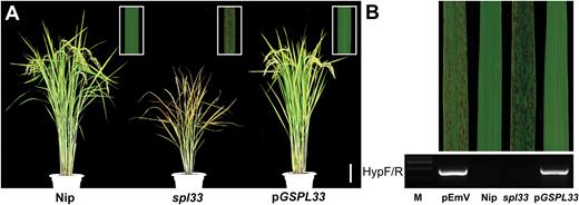 Genetic complementation of spl33. (A) spl33 plant transformed with the genomic sequence of SPL33 (pGSPL33) was completely recovered to the wild type Nipponbare (Nip) phenotype. The insert indicates enlargement of leaf section with lesion spots. (B) Transgenic plants were verified by the presence of the hygromycin selectable marker gene. M, molecular markers; pEmV, the empty vector. Scale bar: 10 cm in (A).