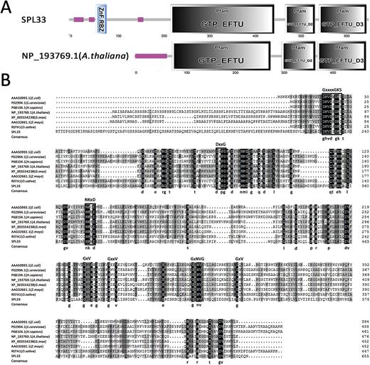 SPL33 encodes a eukaryotic translation elongation factor1A (eEF1A)-like protein. (A) Predicted domains of SPL33 by Simple Modular Architecture Research Tools (SMART). SPL33 has a zinc finger domain (blue rectangle) at the N-terminus. (B) Alignment of the conserved motifs of eukaryotic translation elongation factor 1 alpha (eEF1A) and prokaryotic elongation factor (EF-Tu) from multiple organisms. The amino acid sequence alignment indicated that eEF1A is a highly conserved domain. The region corresponding to the GTP/GDP binding domain of GTP-binding proteins is indicated by white boxes, the conserved amino acid sequences are shown at the top, and the consensus amino acid residues are shown at the bottom.