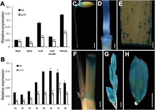 Expression analysis of SPL33. (A) Expression of SPL33 in roots of 7-day-old seedling, stem, flag leaf blade and sheath, and young panicle at booting stage of wild type Nipponbare (Nip) and mutant spl33 analysed by quantitative RT-PCR. (B) Developmental expression pattern of SPL33 in different leaves along plant growth. 1L–8L represent the first to eighth leaf, respectively. (C–H) Histochemical signals in plants carrying the SPL33 promoter–GUS reporter gene. GUS signals were detected in the root (C), stem (D), leaf (E), leaf sheath (F), panicle (G), and spikelet (H). Scale bar: 2 mm in (C–H). Error bars in (A, B) indicate standard deviations of three independent samples. Data are means±SD of three biological replicates (Student’s t-test: *P<0.05; **P<0.01).