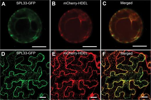 Subcellular localization of SPL33 protein. (A–C) Rice protoplast transient assay. (D–F) N. benthamiana leaf assay. SPL33–GFP, SPL33 fused to GFP; mCherry–HDEL, endoplasmic reticulum (ER) marker. Scale bar: 20 μm.