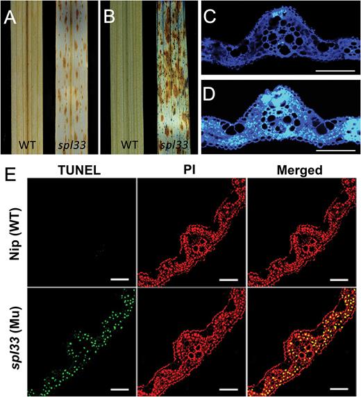 H2O2 accumulation and PCD detection in spl33. (A) DAB staining for H2O2 accumulation. (B) Trypan blue staining for cell death. (C, D) Aniline blue staining for callose accumulation under UV light; fluorescent regions indicate callose accumulation. (C) WT; (D) spl33. Scale bar: 100 μm. (E) DNA fragmentation detection in mesophyll cells by TUNEL assay. Red signal represents staining with propidium iodide, and yellow and green signals indicate TUNEL-positive nuclei of dead cells resulting from PCD. Scale bar: 100 μm. WT and spl33 leaf samples in (A–E) were analysed at 28 DAS.