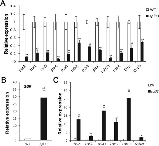 Identification of early leaf senescence in spl33 at the molecular level. Relative expression of photosynthesis-related genes (A), STAY GREEN (SGR) gene (B), and senescence-associated genes (C). Wild-type (WT) and spl33 leaves were collected from 28-day-old seedling; the expression level of each gene in WT was normalized to 1. Data are means±SD of three biological replicates (Student’s t-test: *P<0.05; **P<0.01).